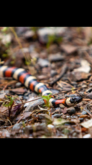 Lampropeltis zonata