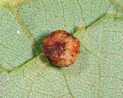 Caryomyia