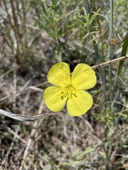 Oenothera serrulata