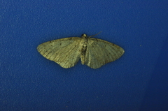 Aethalura intertexta