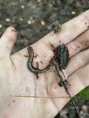 Desmognathus ochrophaeus