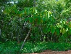 Pseudobombax palmeri