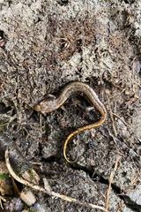 Desmognathus ochrophaeus
