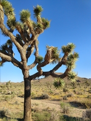 Yucca brevifolia