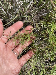 Oenothera serrulata