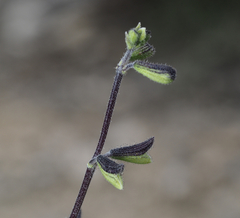 Salvia thymoides