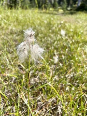 Eriophorum angustifolium
