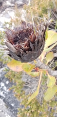 Protea cynaroides