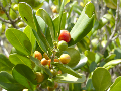 Cyclophyllum coprosmoides