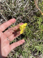 Oenothera serrulata