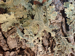 Ramalina subleptocarpha