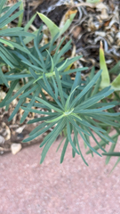 Euphorbia cyparissias