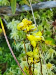 Scheuchzeria palustris