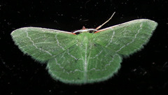 Synchlora aerata