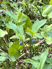 Vaccinium ovalifolium