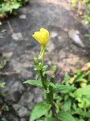 Oenothera oakesiana