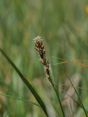 Carex disticha