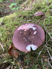Russula xerampelina