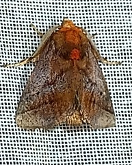 Limacodidae