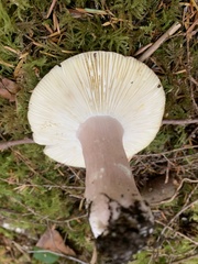 Russula xerampelina