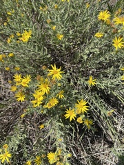 Heterotheca canescens