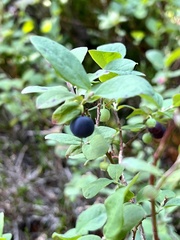 Vaccinium membranaceum