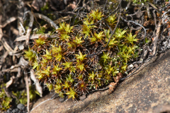 Syntrichia