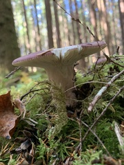 Russula xerampelina