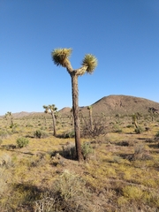 Yucca brevifolia