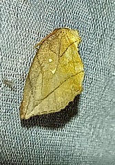 Noctuoidea