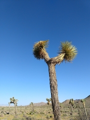 Yucca brevifolia