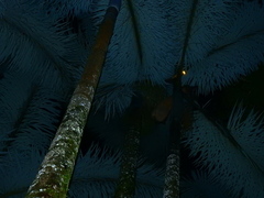 Aotus lemurinus