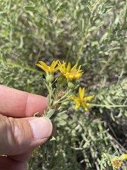 Heterotheca canescens