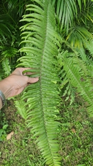 Nephrolepis brownii