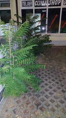 Ailanthus altissima