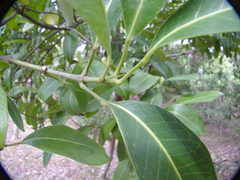 Acronychia imperforata