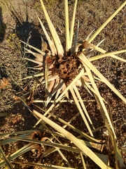 Yucca brevifolia