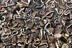 Psora