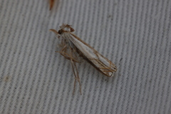 Crambus