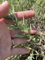 Heterotheca canescens