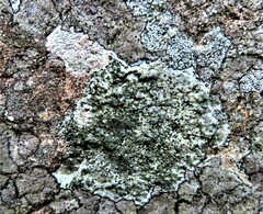 Hyperphyscia adglutinata