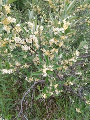 Elaeagnus umbellata