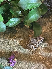 Anaxyrus fowleri
