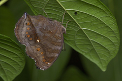 Junonia hedonia