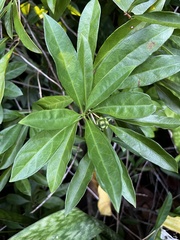 Morinda royoc