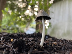 Coprinellus