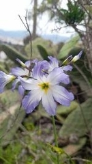 Leucocoryne coquimbensis