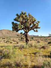 Yucca brevifolia