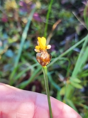 Xyris montana