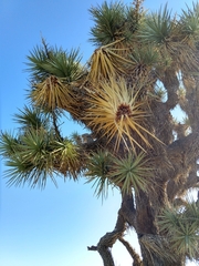 Yucca brevifolia